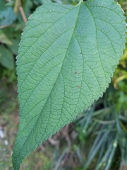 Celtis occidentalis