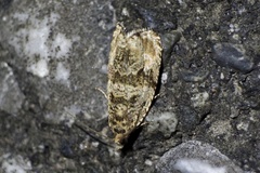 Olethreutes obovata