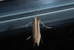Orocrambus ramosellus