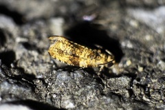 Olethreutes obovata