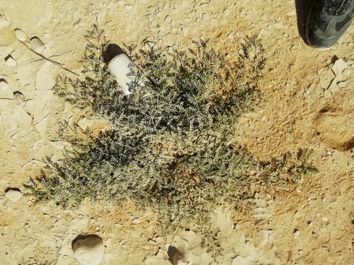 Astragalus vogelii image