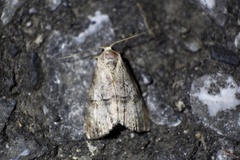 Bryophilina mollicula