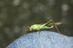 Xiphidiopsis subpunctata