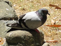 Columba livia domestica