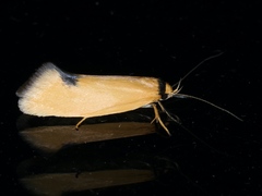 Microbela
