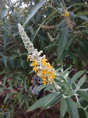 Buddleja madagascariensis