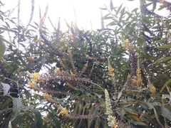 Buddleja madagascariensis