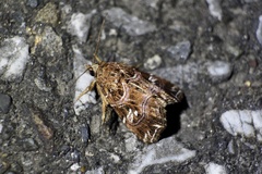 Callopistria japonibia