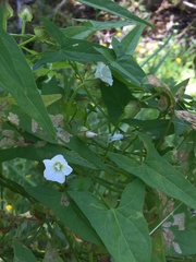 Calystegia marginata