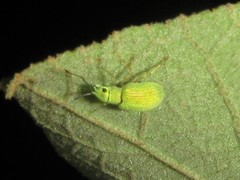 Myllocerina