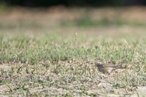 Richard's Pipit