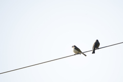 Pycnonotus sinensis sinensis