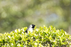 Pycnonotus aurigaster chrysorrhoides