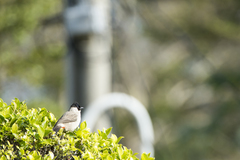 Pycnonotus aurigaster chrysorrhoides