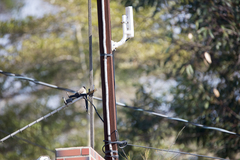 Pycnonotus aurigaster chrysorrhoides