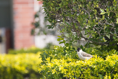 Pycnonotus aurigaster chrysorrhoides