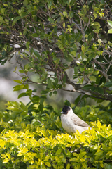Pycnonotus aurigaster chrysorrhoides