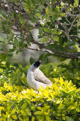 Pycnonotus aurigaster chrysorrhoides