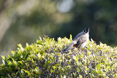 Pycnonotus aurigaster chrysorrhoides