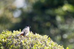 Pycnonotus aurigaster chrysorrhoides