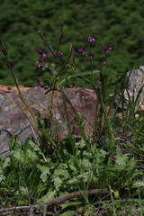 Senecio speciosus