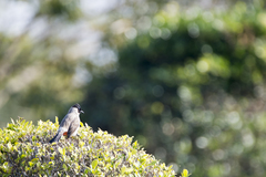 Pycnonotus aurigaster chrysorrhoides