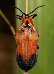 Lycus scapularis