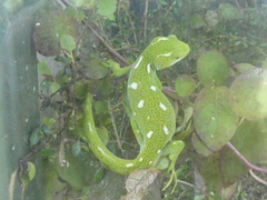 Naultinus punctatus