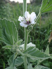 Althaea armeniaca