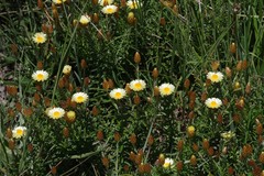 Helichrysum herbaceum