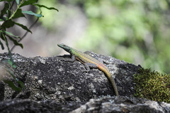 Platysaurus intermedius rhodesianus