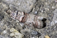 Acrobasis rubrizonella