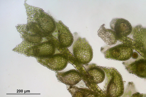 Representative image of Cololejeunea calcarea