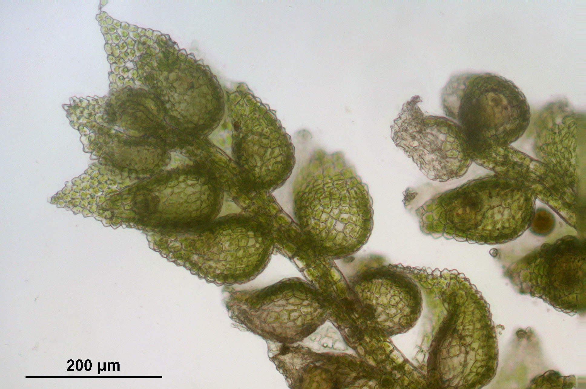 Cololejeunea calcarea