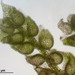 Cololejeunea calcarea - Photo HermannSchachner, לא ידועות מגבלות של זכויות יוצרים  (נחלת הכלל)