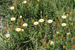 Helichrysum herbaceum