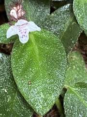 Herpetacanthus