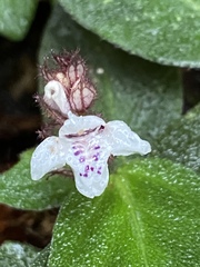 Herpetacanthus