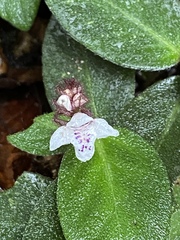 Herpetacanthus