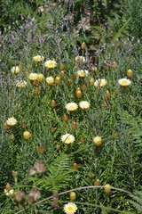 Helichrysum herbaceum