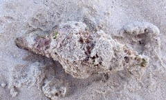 Propefusus australis