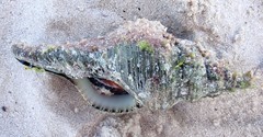 Propefusus australis