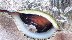 Propefusus australis
