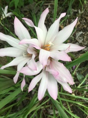 Zephyranthes carinata