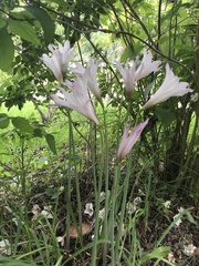 Zephyranthes carinata