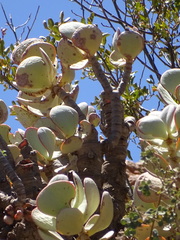 Crassula arborescens