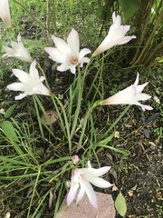 Zephyranthes carinata