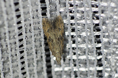 Bagdadia claviformis