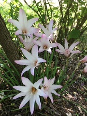 Zephyranthes carinata