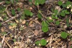 Chenopodium allanii